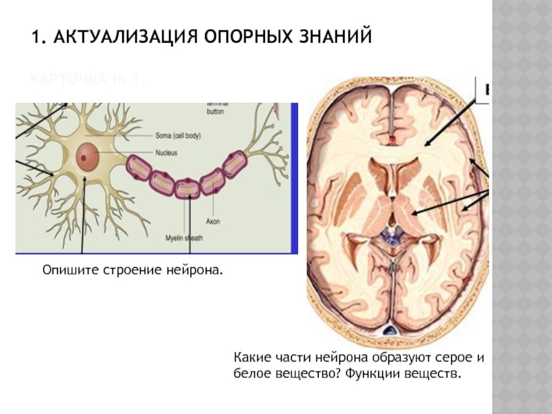 Презентация по биологии 8 класс особенности высшей нервной деятельности познавательные процессы