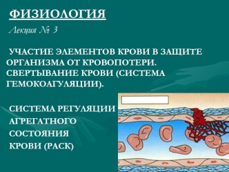 Участие элементов крови в защите организма от кровопотери. Свертывание крови (система гемокоагуляции)