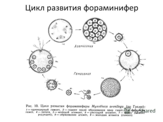 Цикл развития фораминифер