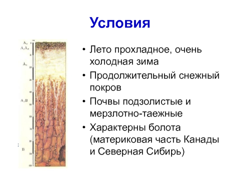 Содержание гумуса в мерзлотно таежных почвах. Мерзлотно подзолистые почвы. Мерзлотно-Таежные почвы профиль. Типы почв таежно мерзлотные почвы. Мерзлотно-Таежные почвы России.