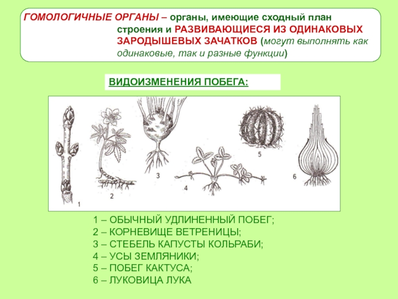 Дивергенция гомологичные и аналогичные. Гомологичные органы растений примеры. Аналогичные и гомологичные органы растений. Строение гомологичных органов. Гомологичные и аналогичные органы примеры.