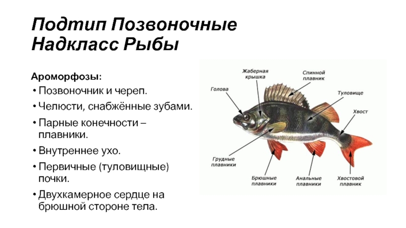 Подтип позвоночные картинки