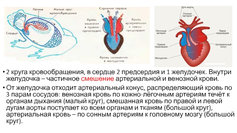 Желез сердце кожно легочное. Артериальная и венозная кровь в сердце. Артериальная кровь поступает в сердце. Венозная кровь поступает.