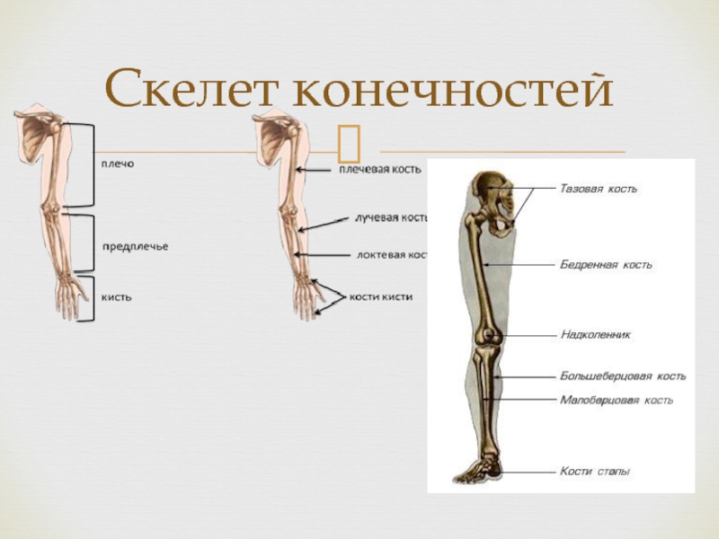 Скелет конечностей развитие. Скелет конечностей. Скелет ноги. Функции скелета конечностей. Скелет ноги человека с названием.