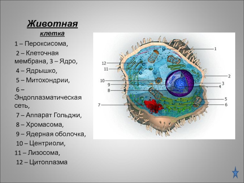 Соотнесите объекты с их обозначениями на рисунке наружная мембрана