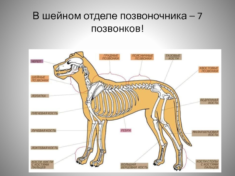 Схема позвоночника собаки