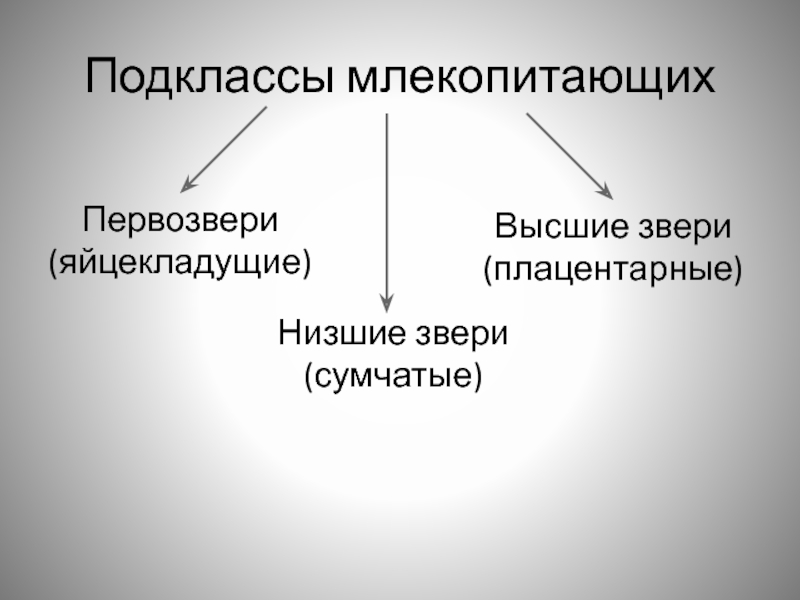 Особенности млекопитающих