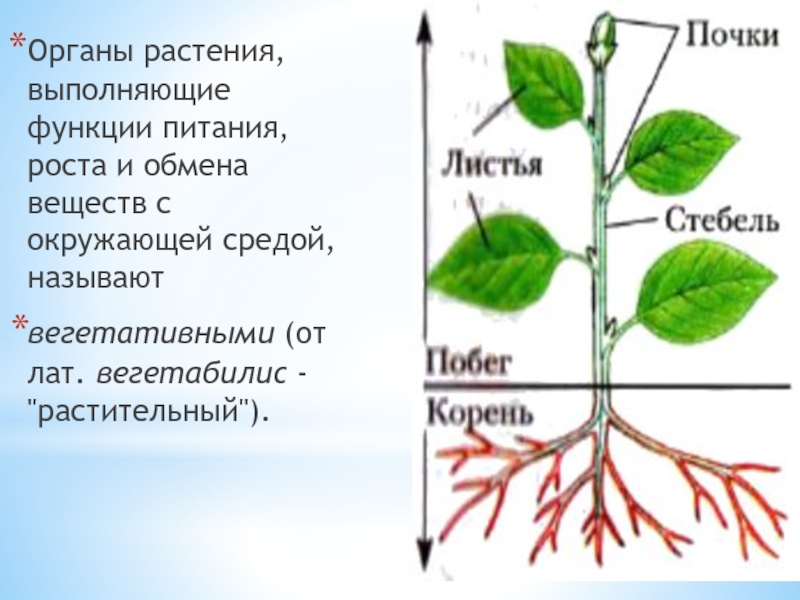Строение органов растительного организма