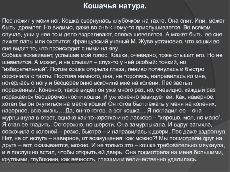 Кошачья натура.Пес лежит у моих ног. Кошка свернулась клубочком на тахте. Она спит. Или, может