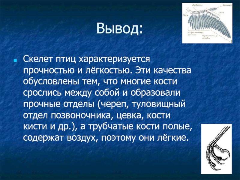 Презентация по биологии 7 класс на тему птицы