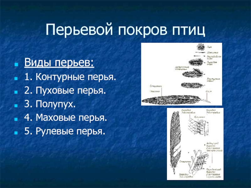 Роговой покров у птиц. Покровы тела птиц 7 класс. Перьевой Покров птиц. Типы перьевого Покрова птиц. Перьевой Покров птиц типы перьев.