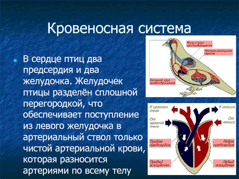 Птицы презентация 7 класс