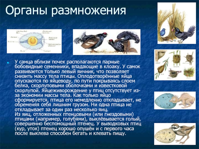 Презентация размножение и развитие птиц 7 класс презентация