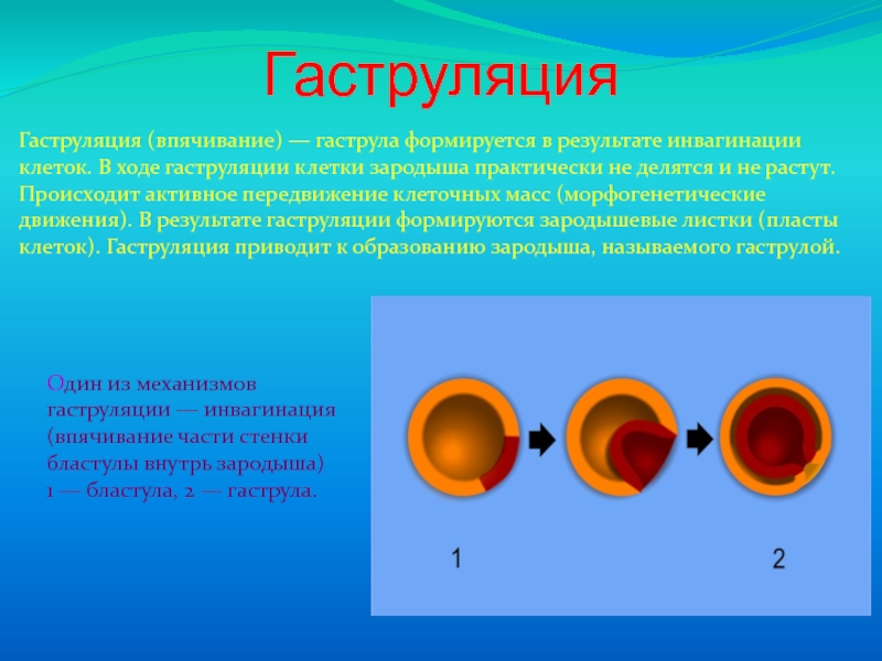 Образуется в результате дробления образуется в результате впячивания внутрь стенки зародыша