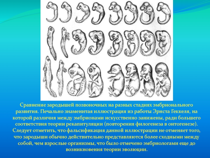 Сравнение зародышей позвоночных на разных стадиях эмбрионального развития. Печально знаменитая иллюстрация из