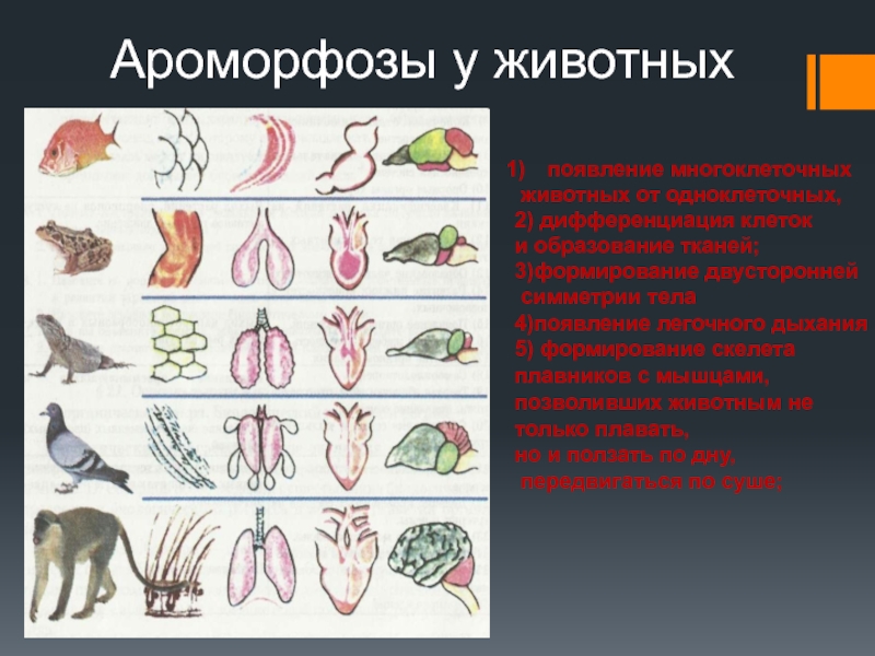 Презентация ароморфозы у животных