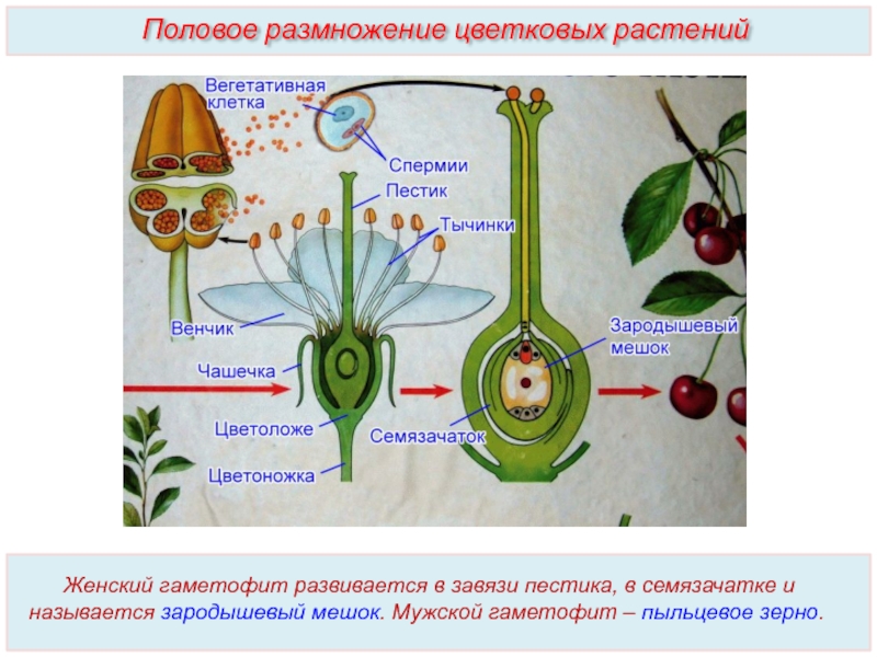 Какая ботаническая наука изучает опыление
