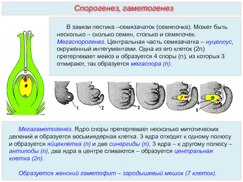 Макроспора образуется в результате. Гинецей мегаспорогенез. Мегаспорогенез у покрытосеменных. Завязь и семязачаток. Клетки семязачатка.