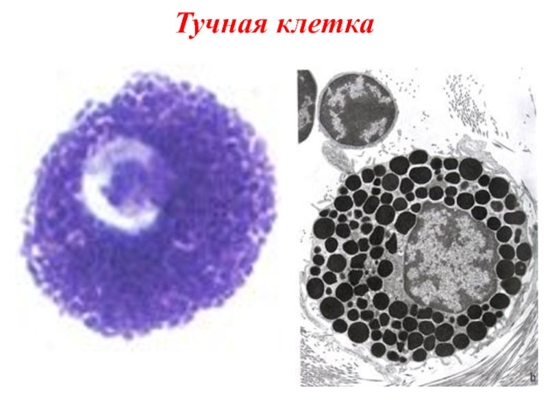 Тучные клетки фото под микроскопом