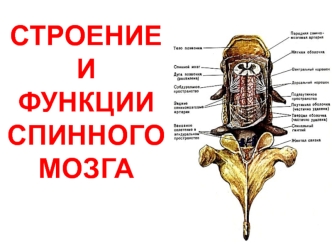 Строение и функции спинного мозга