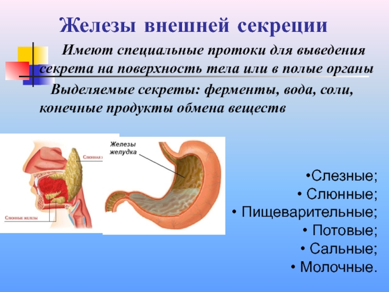 Внутренняя и внешняя железа. Железы желудка внешняя секреция. Слюнные железы внешней секреции. Железы внешней секреции протоков не имеют. Железы внешней секреции презентация.