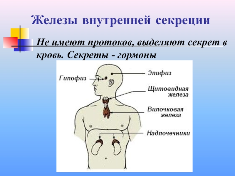 Строение желез внутренней секреции человека. Железы внутренней секреции расположение. Расположение желез внутренней секреции человека. Схема желез внутренней секреции. Расположение желез внутренней секреции человека схема.