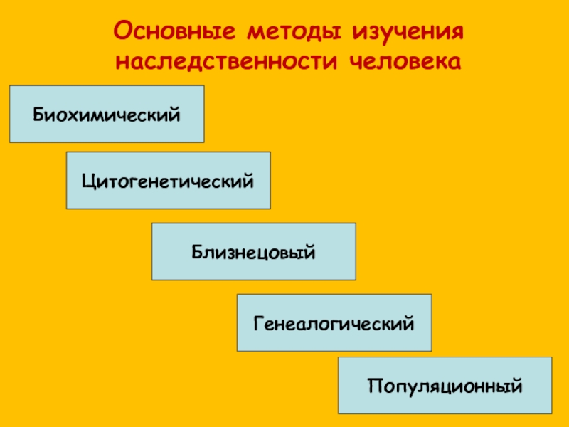 Методы изучения наследственности человека презентация 10 класс