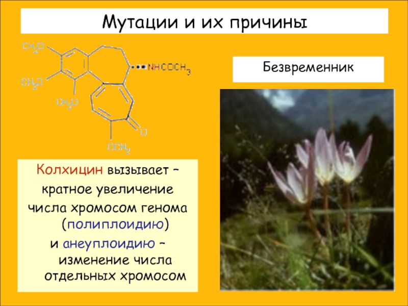 Кратное увеличение числа хромосом. Колхицин полиплоидия. Колхицин для растений. Колхицин это в биологии. Колхицин и деление клеток.