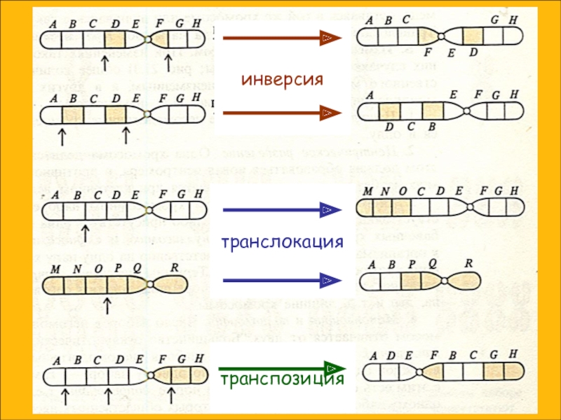 Изображение в инверсии