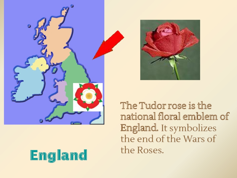 What is the symbol of england. The National Emblem of England is. The Red Rose is the National Emblem of England. Wars of the Roses symbol. What is the National Flower of England.