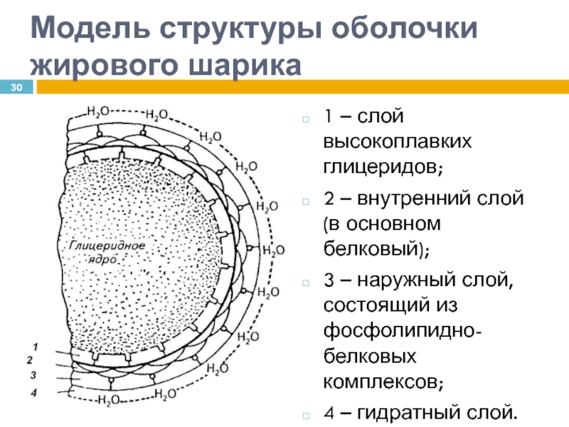 Структура оболочки. Строение жировых шариков молока. Строение оболочек жировых шариков. Модель структуры оболочки жирового шарика. Структура оболочки жировых шариков.