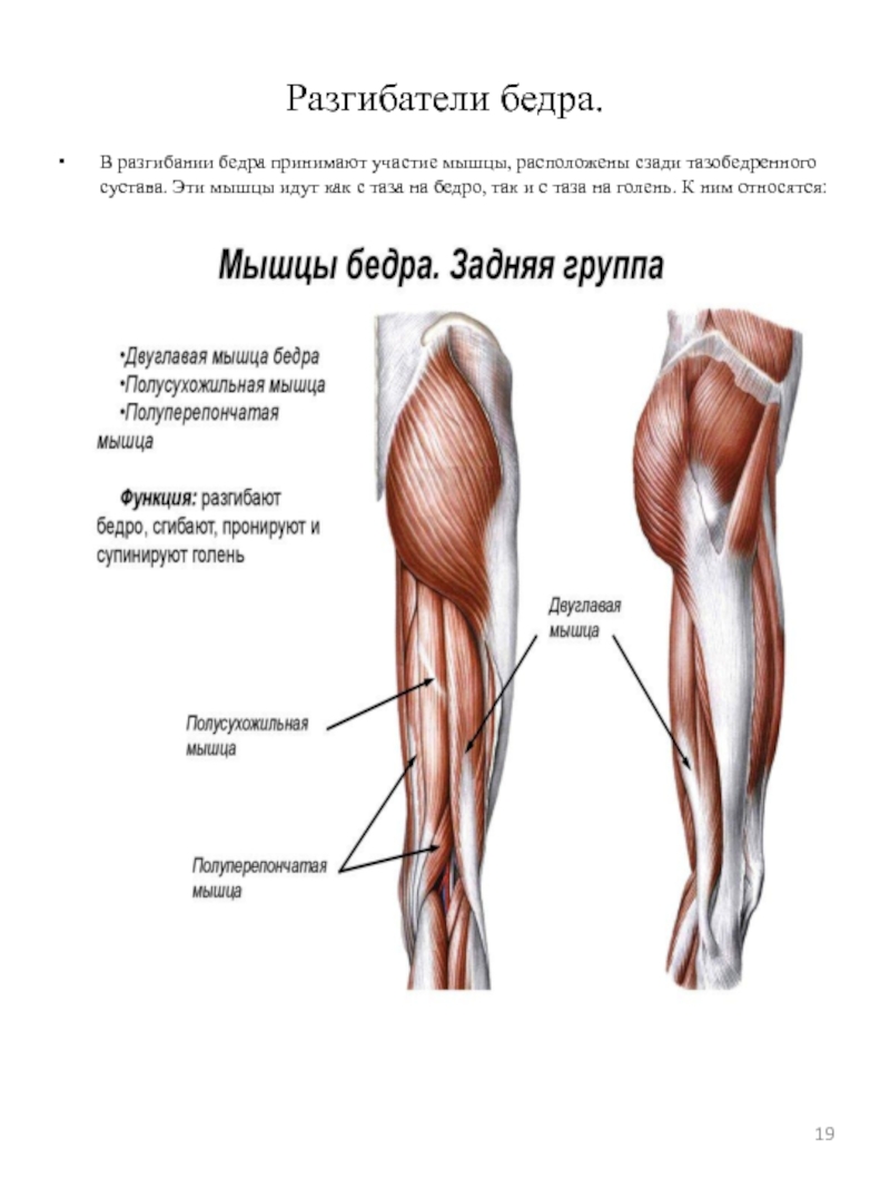 Мышца разгибающая бедро и сгибающая голень