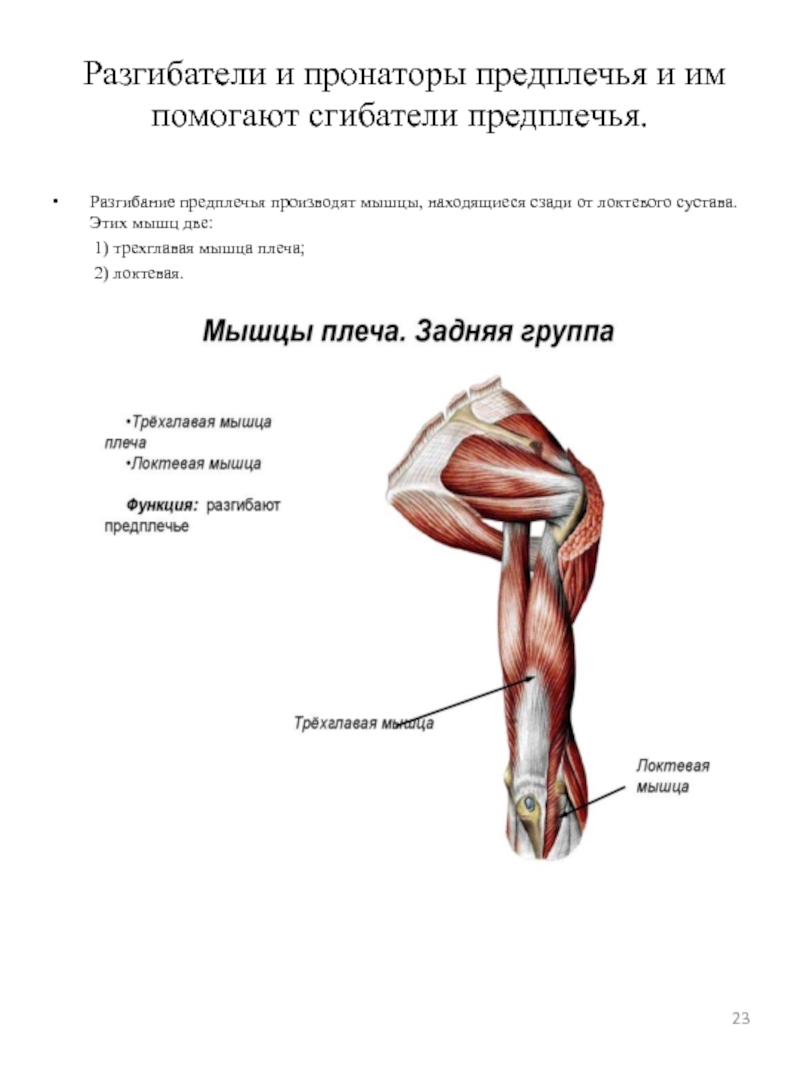 Мышца разгибание. Разгибание локтевого сустава мышцы. Мышцы сгибатели и разгибатели локтевого сустава. Мышцы разгибатели плечевого сустава. Мышца сгибатель плеча и предплечья.