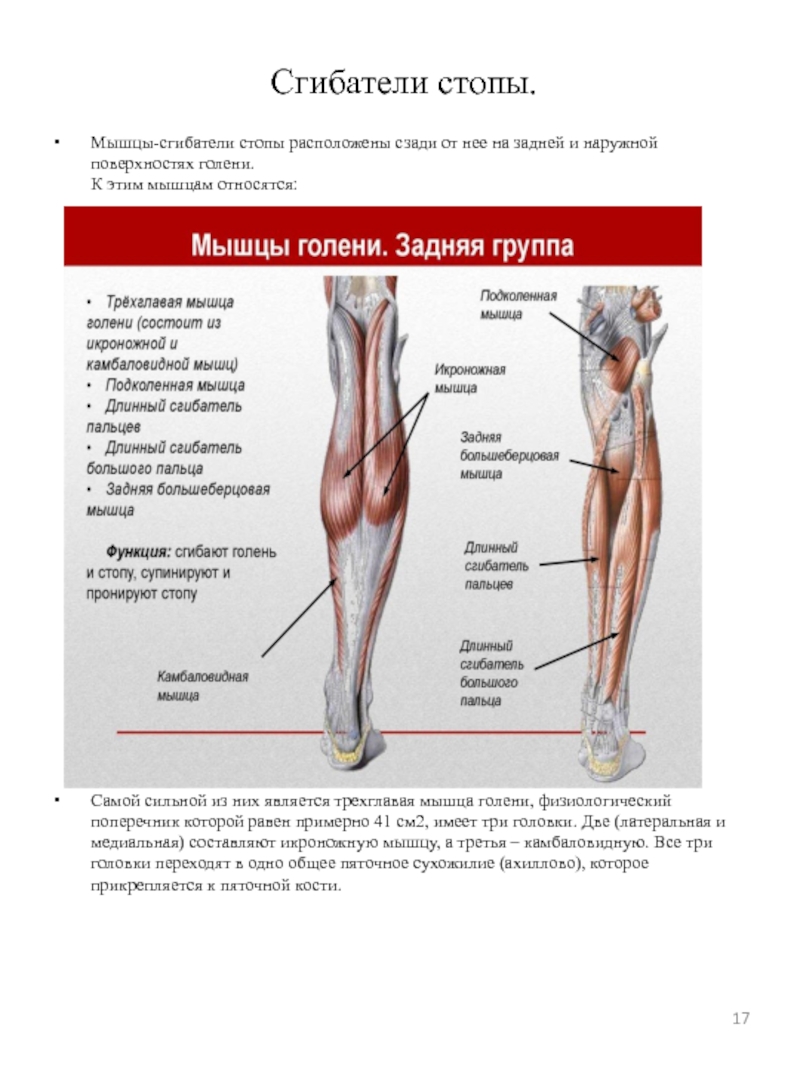 Мышцы сгибатели. Сгибатели голени анатомия. Мышцы сгибатели голени анатомия. Трехглавая мышца голени крепление. Глубокие мышцы задней области голени.