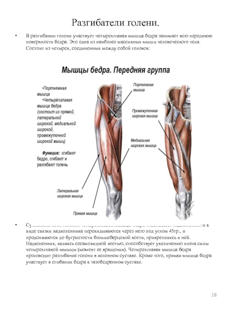 Какие мышцы участвуют в сгибании бедра