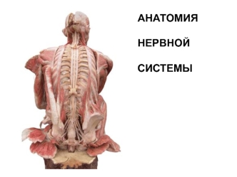 Анатомия нервной системы. (Лекция 4)