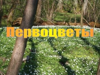 Первоцветы