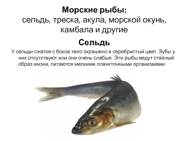 Доклад: Слепая рыба