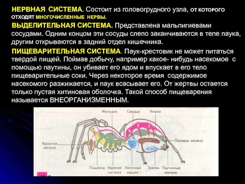 Половая система паука крестовика