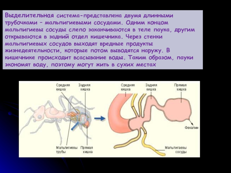 Представители какого класса имеют мальпигиевы сосуды