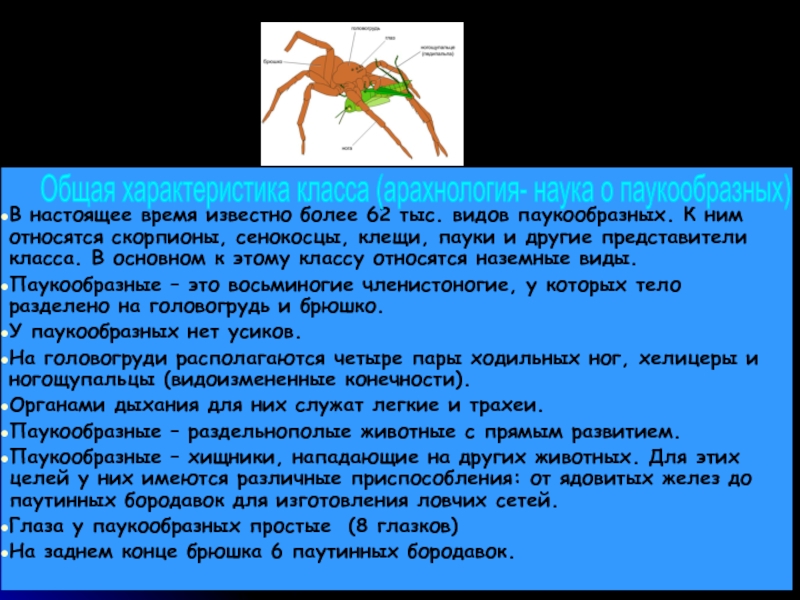 Доклад: Пауки и скорпионы