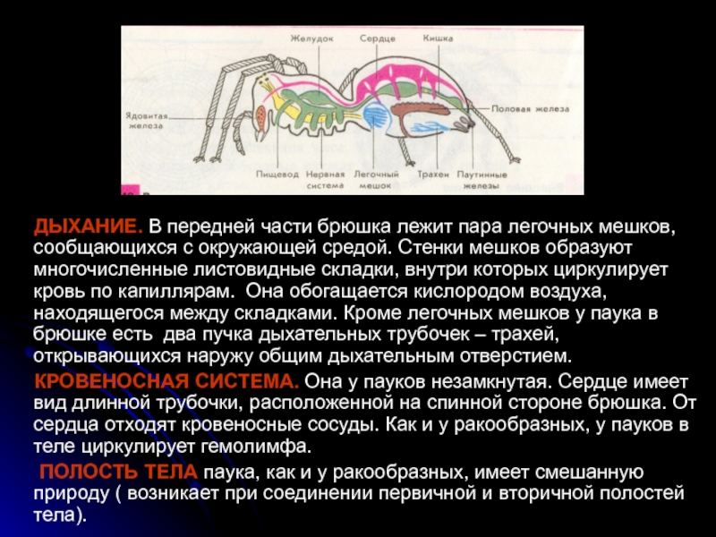 Кровеносная система паукообразных. Полость тела у пауков. Вторичная полость тела у пауков. Тип полости тела у паукообразных. Смешанная полость тела у пауков.