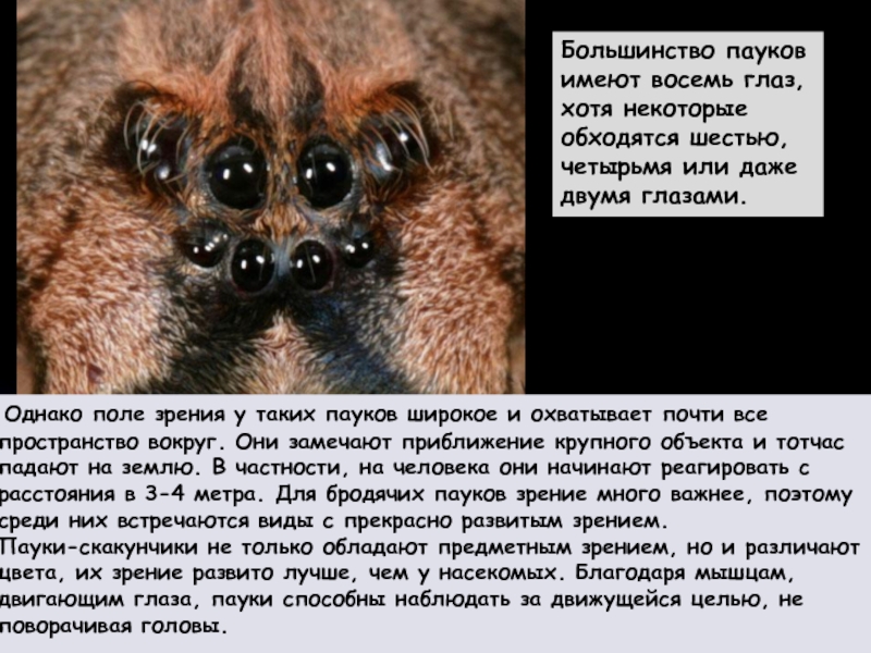 Паук видит человека. Расположение глаз паука. Расположение глаз у пауков. Зрение паукообразных. Тип зрения у пауков.