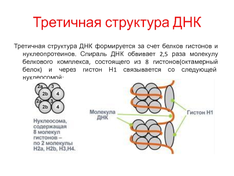 Третичная структура днк