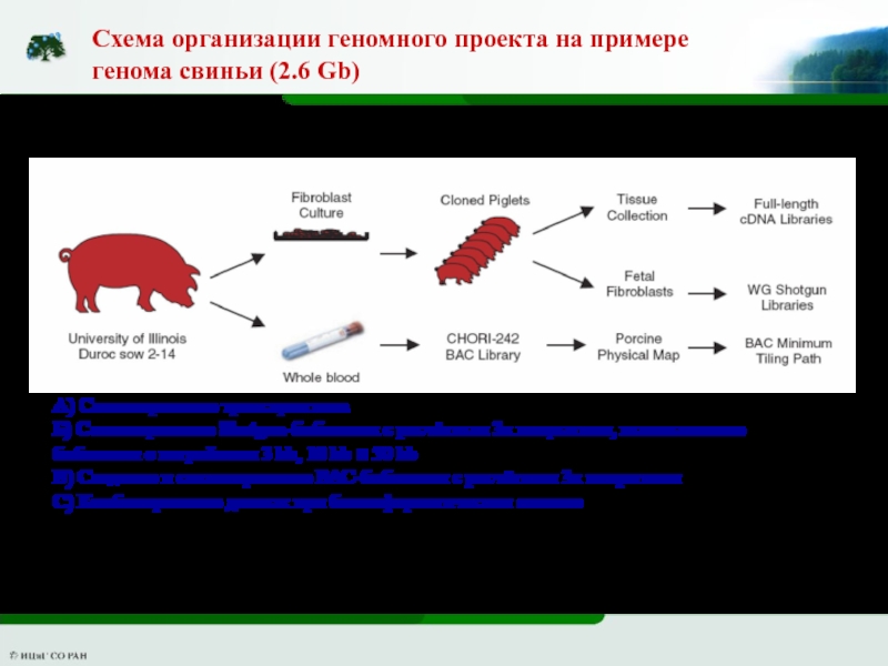 Оценка животных. Геномная оценка животного. Эмблема геномной селекции. Геномная селекция коров пиктограмма.