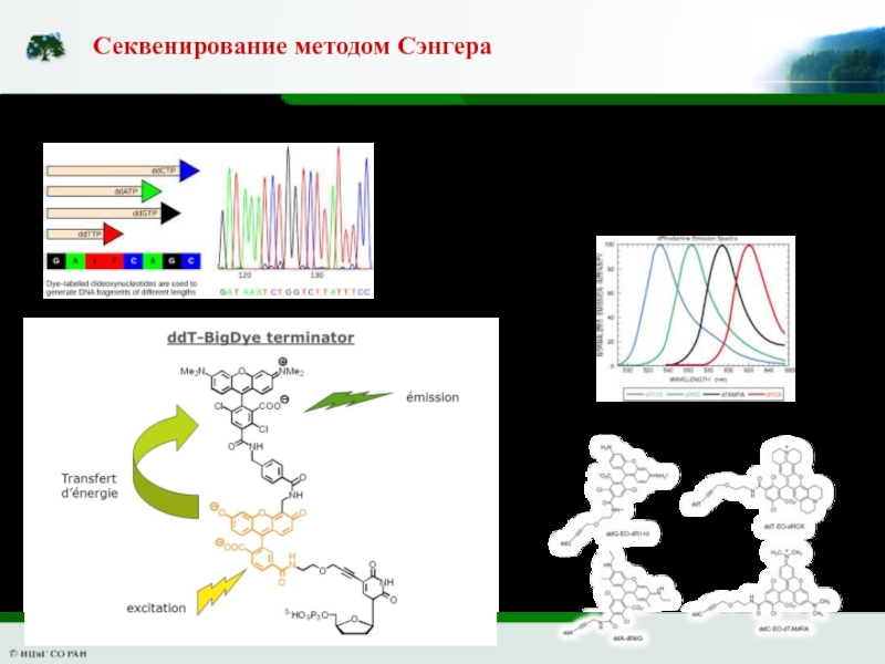 Геномного секвенирования. Секвенирование метод Сэнгера. Секвенирование ДНК метод Сэнгера. Реакция секвенирования по Сэнгеру. Секвенирование суть метода.