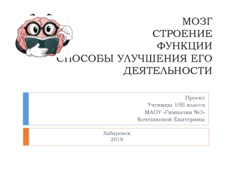 Мозг: строение, функции, способы улучшения его деятельности