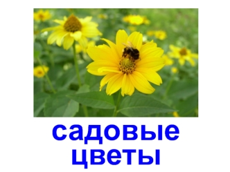 Садовые цветы