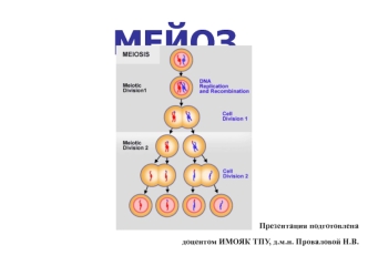 МЕЙОЗ