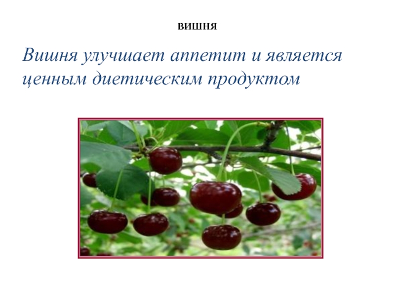 Являться ценный. Вишня текст. Вишня улучшает кровоток. Вишня сахара содержится в винограде. Корень слова вишня и вишневый.